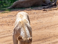 Lion & Safari Park